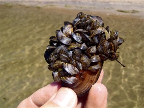 NY Sea Grant NYSG Aquatic Invasive Species News On YouTube Sea