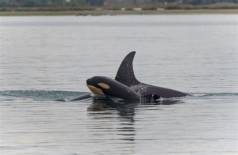 Killer Whale Orca New Zealand Marine Mammals