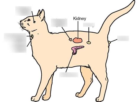 Animal Anatomy Practical Endocrine System Diagram Quizlet