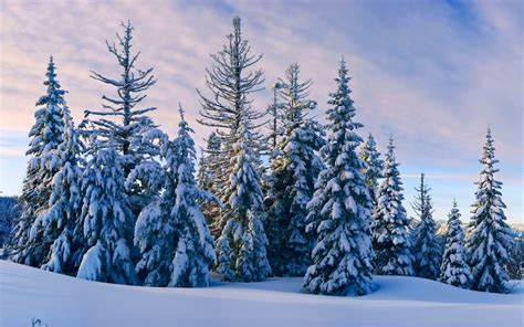 Fond d écran des arbres paysage forêt neige hiver branche gel