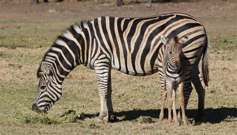 Video Photos Of Zebra Foal Dalia Born At Dubbo Zoo Daily Liberal