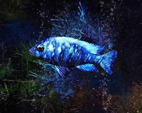 Tanzania Star Sapphire African Cichlid Digital Art By Scott Wallace