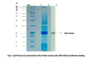 Western Blot Protocol Principle Result Biology Notes Online