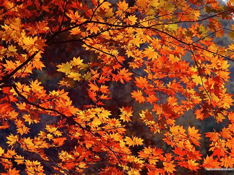 Autumn Leaves Live Autumn Animated Hd Wallpaper Pxfuel