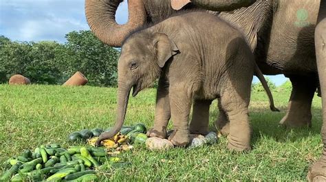 An Incredible Collection Of Baby Elephant Images In Full 4k Over 999