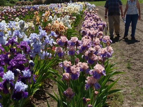 Photo Of The Entire Plant Of Tall Bearded Iris Iris Florentine Silk