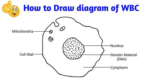 Draw White Blood Cell