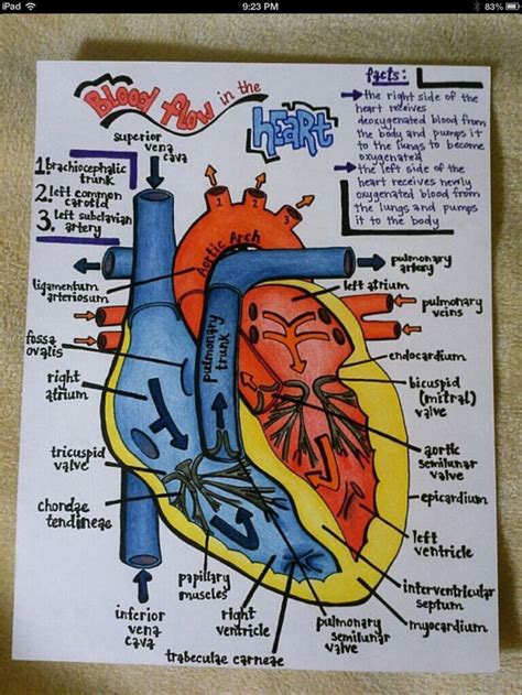 Cardiac Nursing Cardiovascular System Where Was This Stuff When I