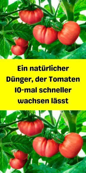 Ein Nat Rlicher D Nger Der Tomaten Mal Schneller Wachsen L Sst