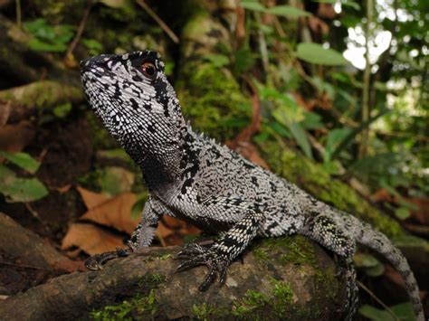 Hallazgo científico descubren nueva especie de lagartija en Parque