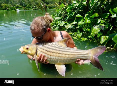 Kissing Fish Hi Res Stock Photography And Images Alamy