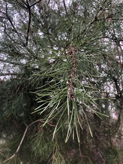 Pinus Virginiana Scrub Pine Virginia Pine Ubc Botanical Garden