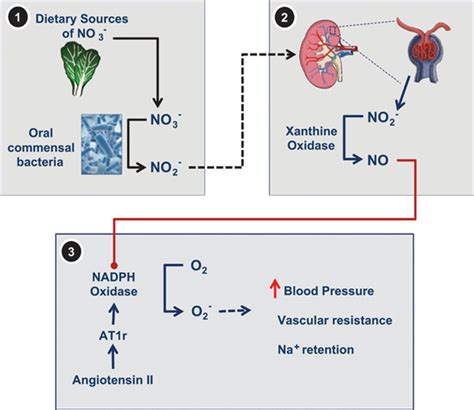 Nitrate Nitrite And Nitric Oxide Find A Home In The Kidney By