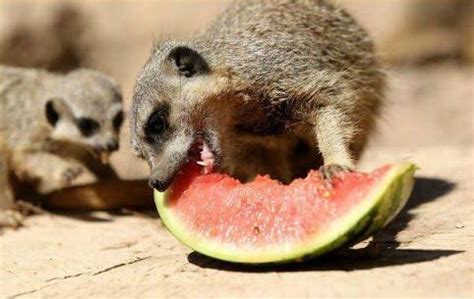 Fruit For The Office: Animals Eating Fruit - Because Why Not?