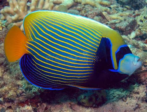 Um Imperador De Peixe Anjo Imperador No Mar Vermelho Imagem De Stock