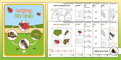 Ladybug Life Cycle Activity Booklet Lehrer Gemacht