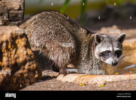 Mexican Raccoon Hi Res Stock Photography And Images Alamy