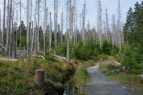 Was Ist Wald Schritt F R Schritt Erkl Rt Wald Quest