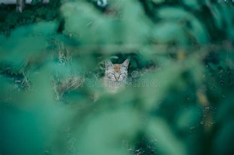 Gato Sem Teto Abandonado Fome E Criado Imagem De Stock Imagem De