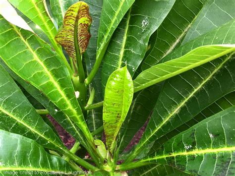 Frangipani Mosaic Virus In Plumeria