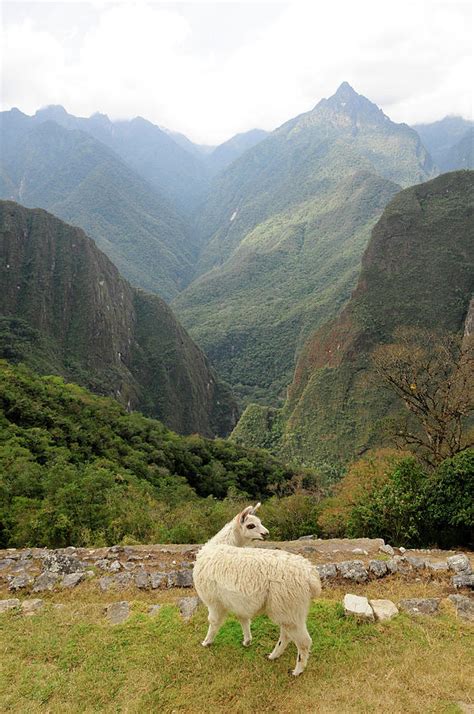 Llama In Andes Mountains, Peru by Education Images/uig