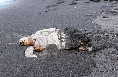 Sea Turtle at Black Sand Beach on Big Island Hawaii USA. Stock Image ...