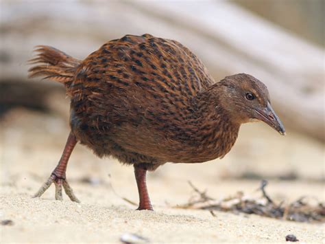 Top 10 Flightless Bird Species In The World Nature Speakz