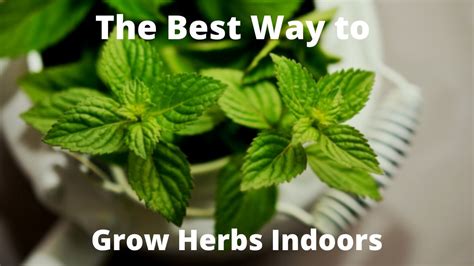 The Best Way To Grow Herbs Indoors