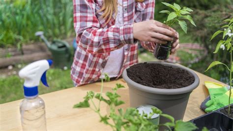 Jardín cómo preparar un abono casero para tus plantas con solo 4