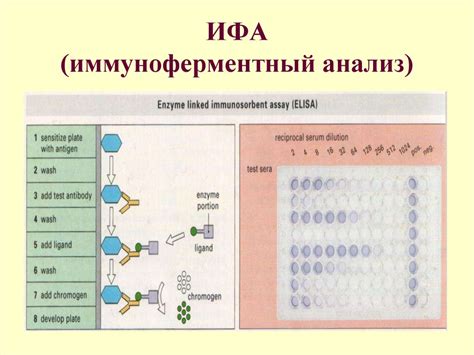 Антигены и антитела Hla система презентация онлайн