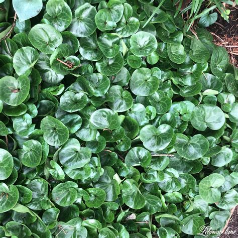 15 Awesome Shade Plants That Look Beautiful Under Trees Lehman Lane