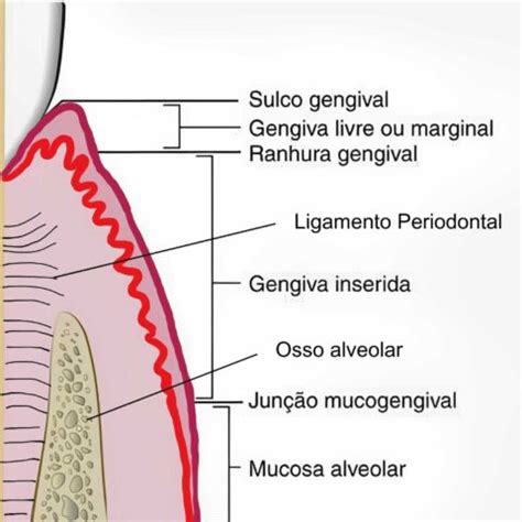 Periodonto O Guia Completo De Suas Estruturas E Caracter Sticas