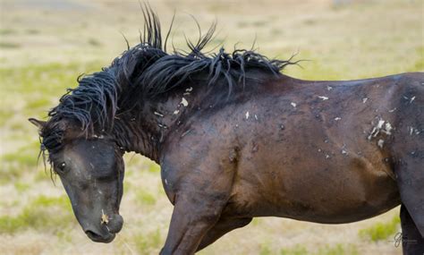 Fine Art Photographs of Wild Horses | Photography of Wild Horses ...