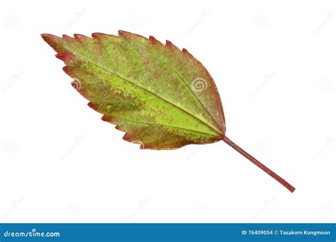 Hibiscus Rosa Sinensis Leaf Isolated On White Stock Photo - Image of ...