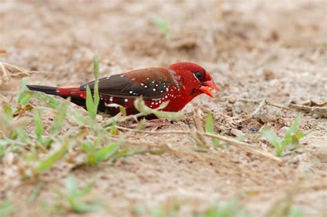 Premium Photo Red Avadavat Amandava Amandava Beautiful Male Birds Of