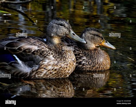 A Pair Of Mallard Ducks Anas Platyrhynchos Resting In A Summer