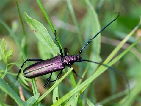 Moschusbock Moschusbock Aromia Moschata C Anke Barsch