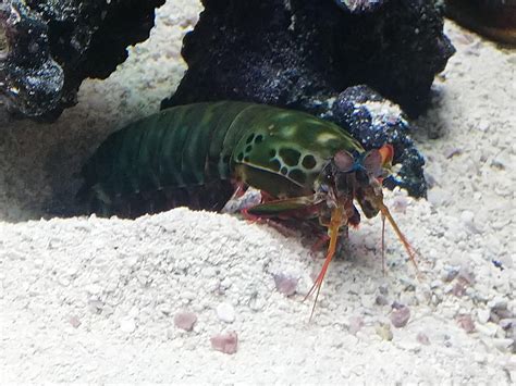 Got Lucky And Caught The Peacock Mantis Shrimp On Full Display At Shedd