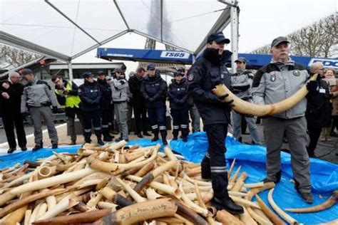 Francia destruyó tres toneladas de marfil de elefantes EL ESPECTADOR