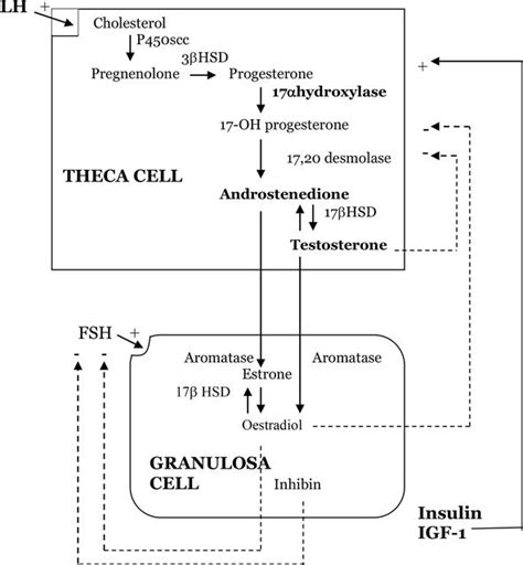 Clinical Impact Of Insulin Resistance In Women With Polycystic Ovary Syndrome Intechopen