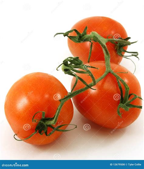 Fresh Ripe Organic Tomatoes On The Vine Stock Photo Image Of