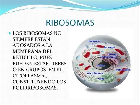 Los Ribosomas