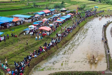 Ajang Pacu Jawi Kembali Di Gelar Antara News