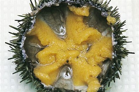 Developing environmentally friendly sea urchin farming - Nofima