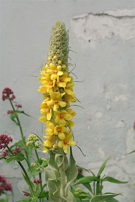 The Herb Hound MULLEIN