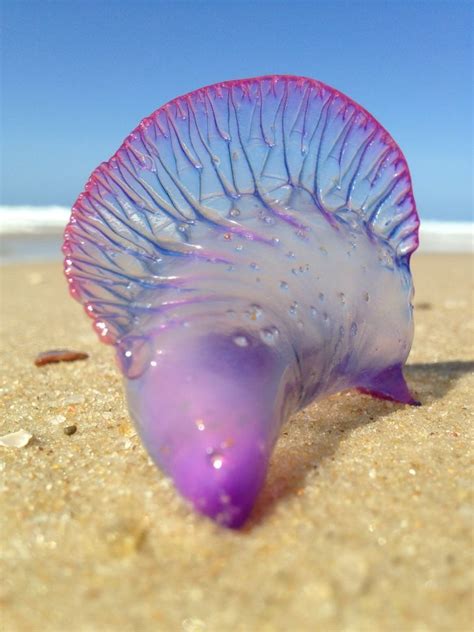 Purple Jellyfish On The Sand