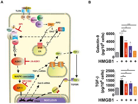 Transforming growth factor beta type 1 TGF β and hypoxia inducible