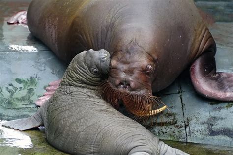 SeaWorld Orlando Proudly Welcomes Whiskered Baby Walrus – Chip and Company