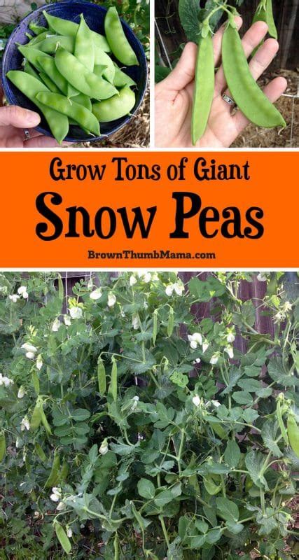 How To Plant And Grow Snow Peas • Brown Thumb Mama®