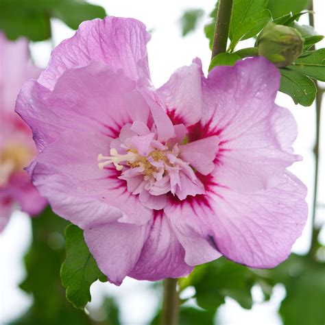 Garteneiibisch Tahiti Hibiscus Syriacus Tahiti Günstig Kaufen